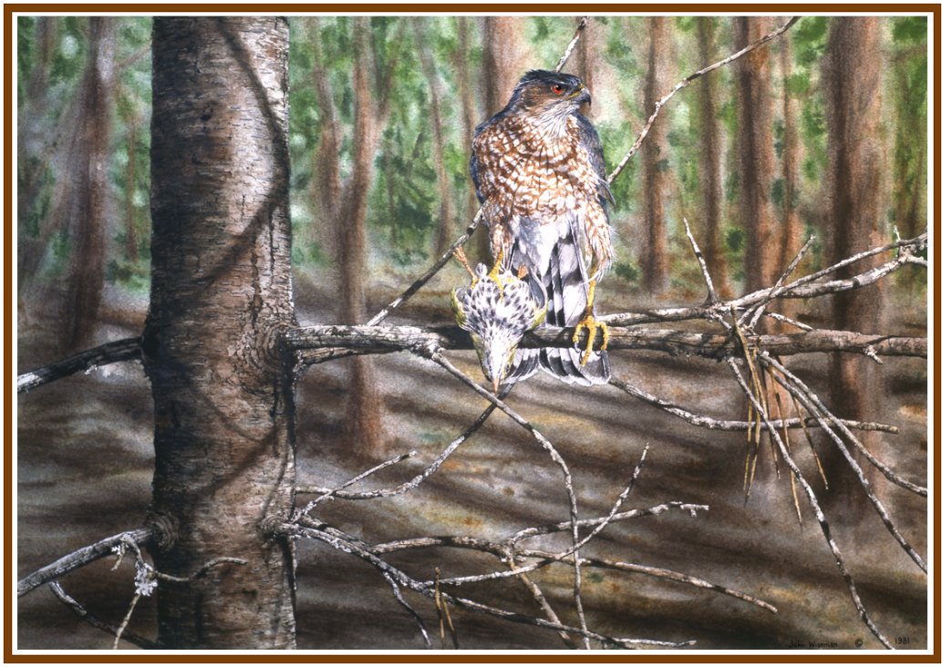 Sharp-shinned Hawk