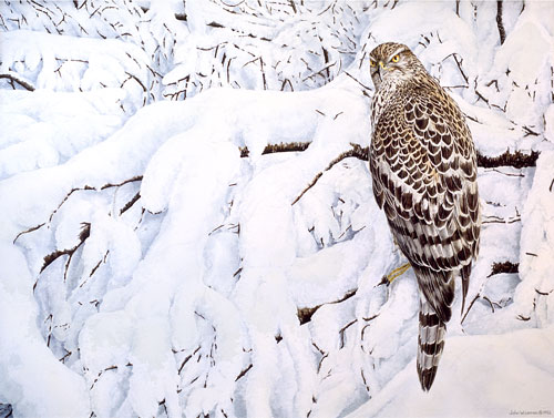 Goshawk, Private collection, USA