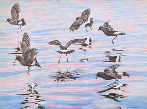 Petrels, Private collection, Bermuda