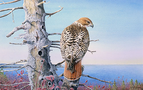 Red-tailed Hawk, Private collection, New-Brunswick