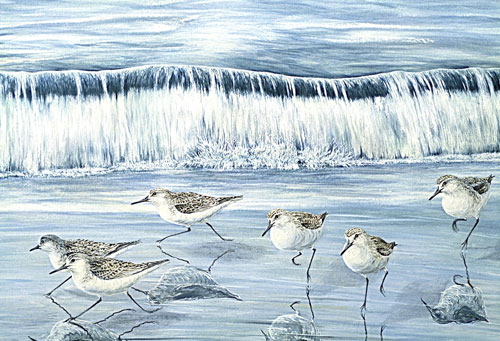 Sanderlings, Collection privee, Suisse