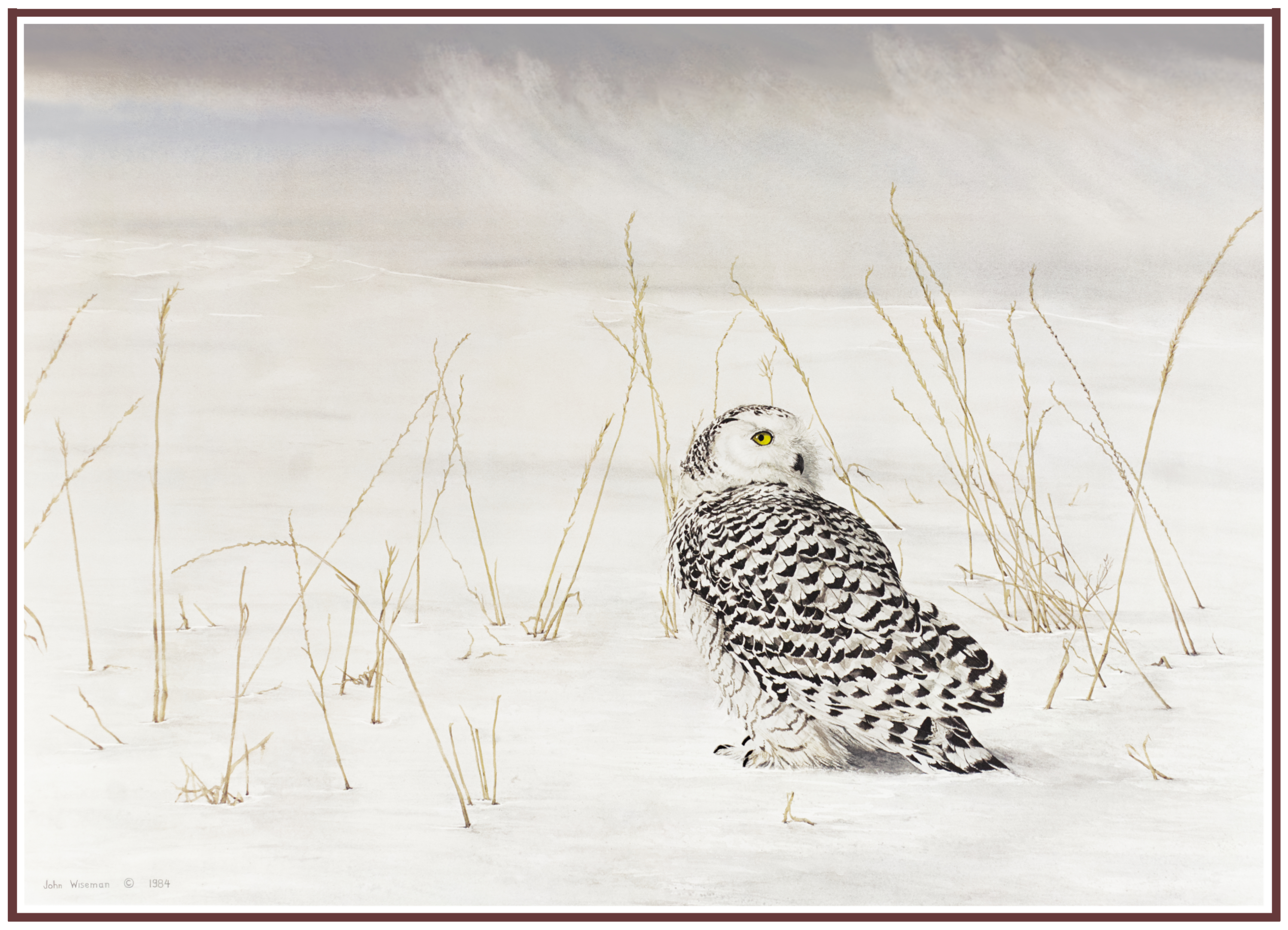 snowy owl